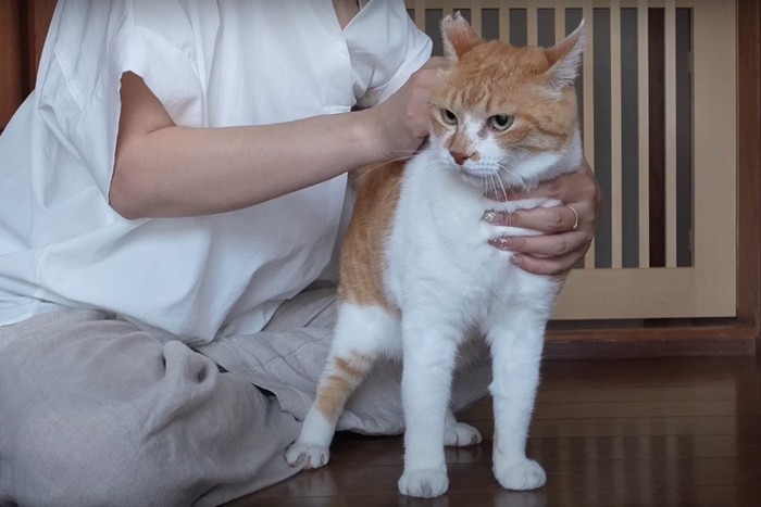 予防薬を滴下される猫