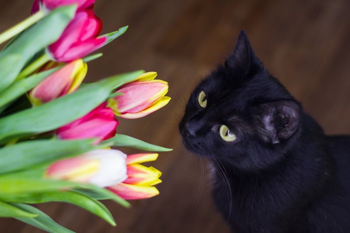 チューリップと猫