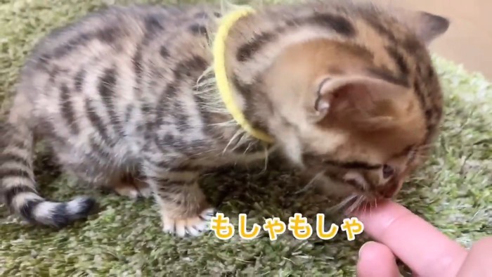 人の指に顔を近づける子猫