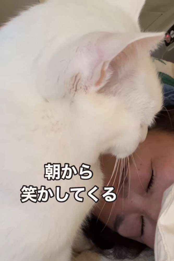 寝ている人の隣に座る猫