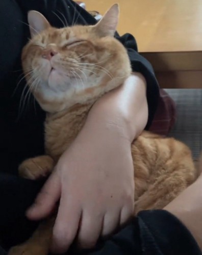 ゴロゴロ鳴く猫