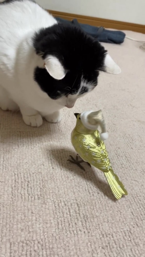 鳥のおもちゃを見る猫