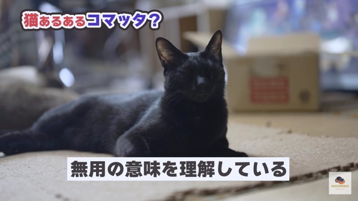 ねそべる黒猫