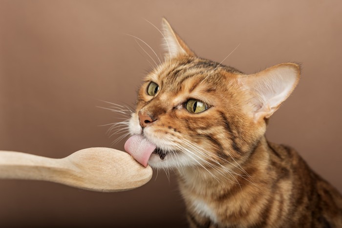 飼い主が差し出すスプーンを舐めている猫