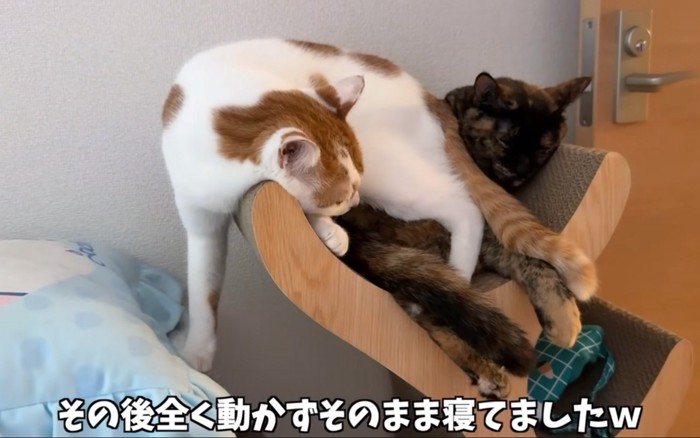 寝る猫