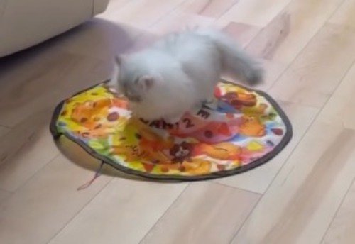 自動猫じゃらしの上でバランスを取るミヌエット
