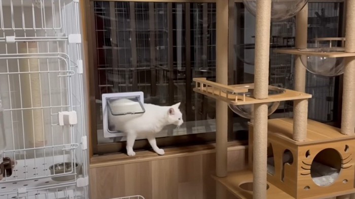 猫用窓をくぐる白猫