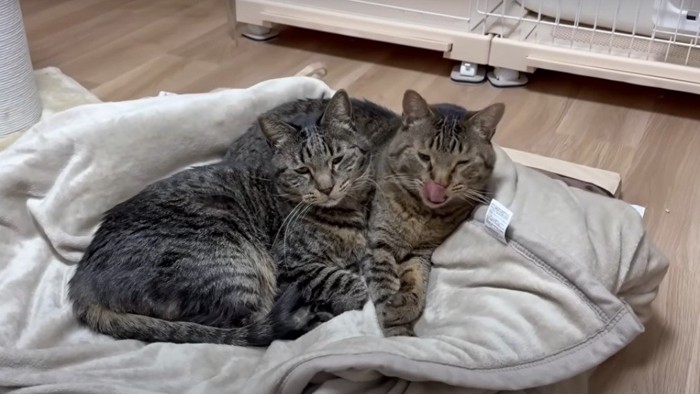 毛布の上の2匹の猫