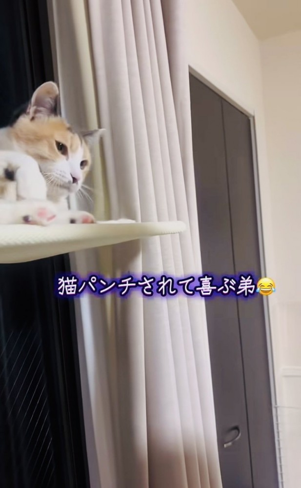 弟を見る三毛猫