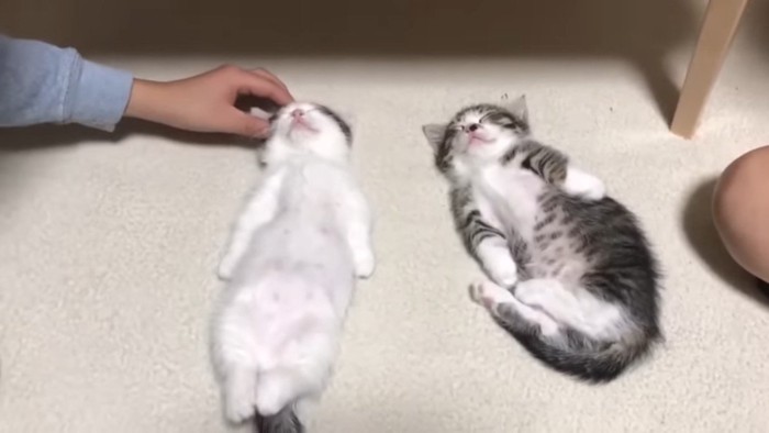 顔を触られる豆大福くん