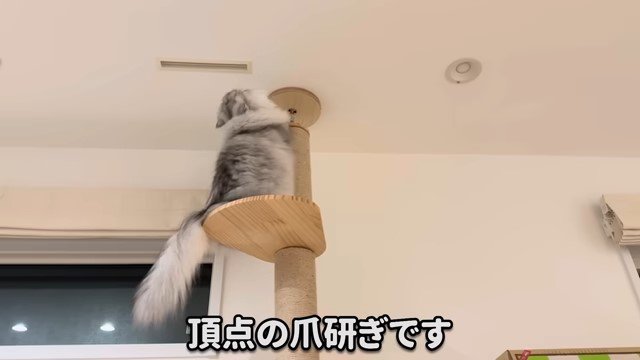 キャットタワーの上で爪をとぐ猫