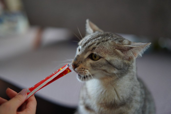 おやつを食べる猫