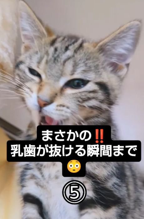 右目を細めて口を開ける猫