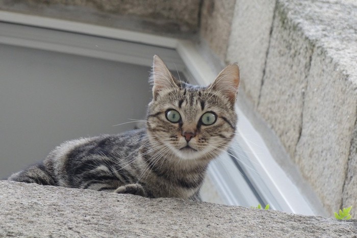 窓から外を見下ろす猫