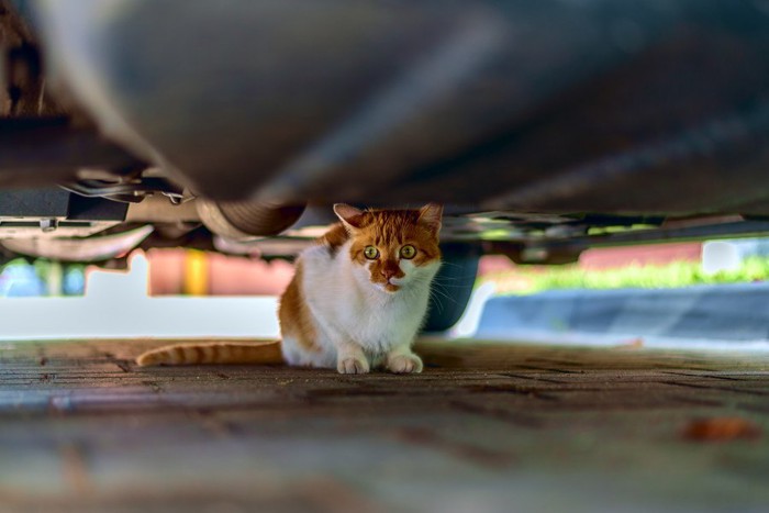 車の下の猫