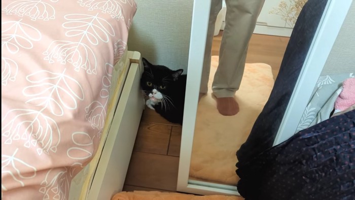 隅にいる猫