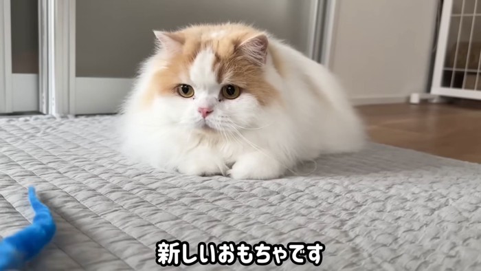 おもちゃを狙う猫