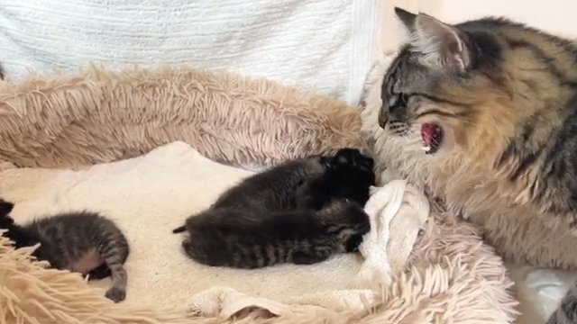 子猫に威嚇する猫