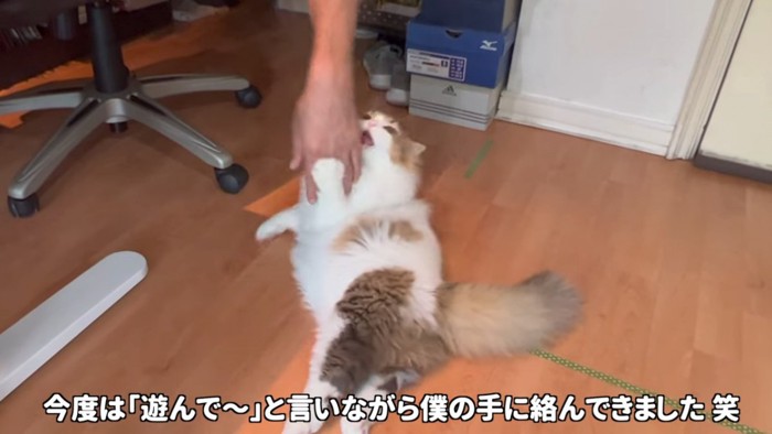 寝そべって人の手を噛もうとする猫