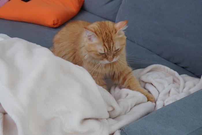 毛布をふみふみする猫(マンチカン)