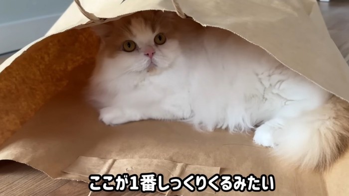 紙袋の中に入っている猫