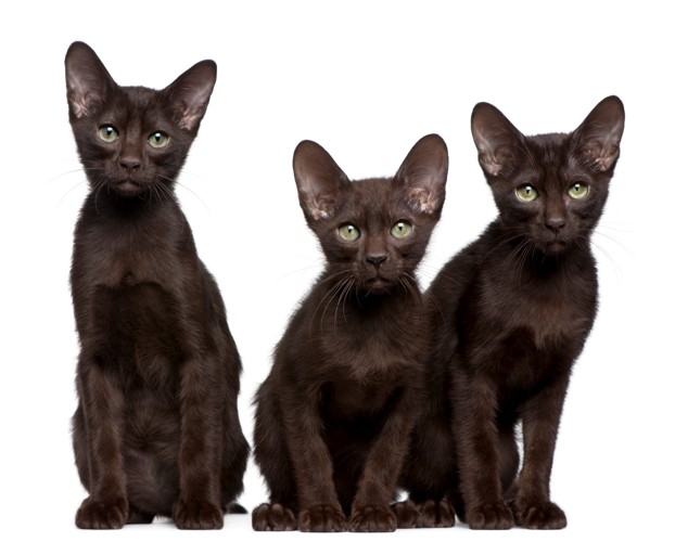 並んで座る3匹のハバナブラウンの子猫たち