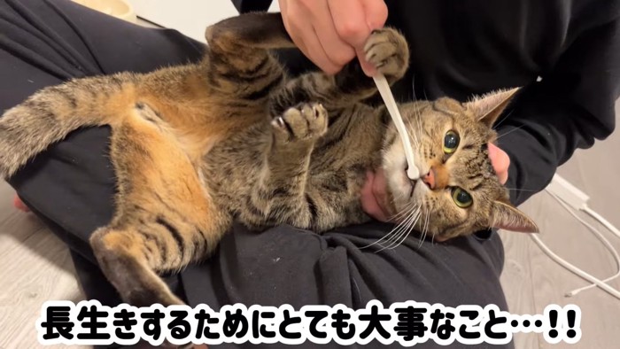 歯磨きをする猫