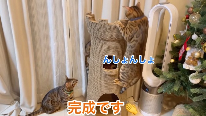 よじ登る青色の首輪の猫