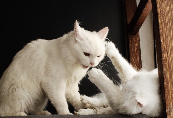 他の猫にからむ猫