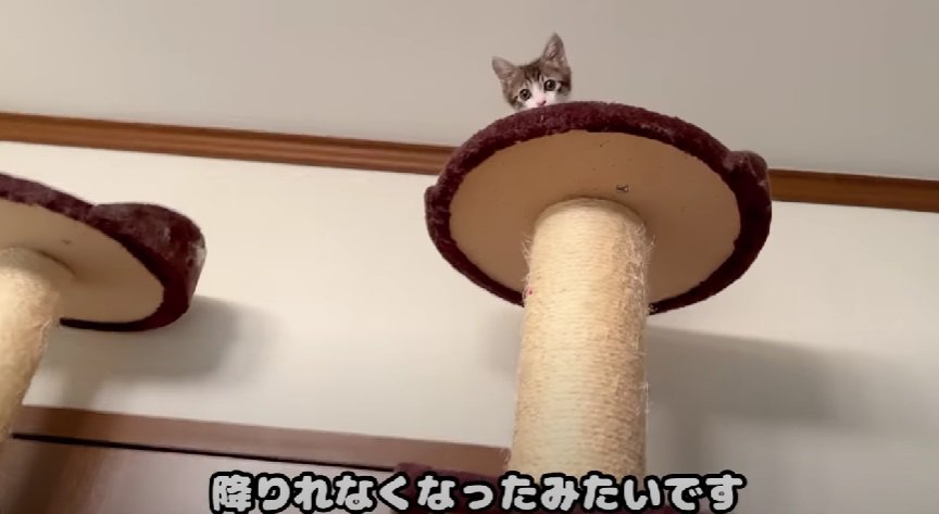 頂上から見つめる子猫