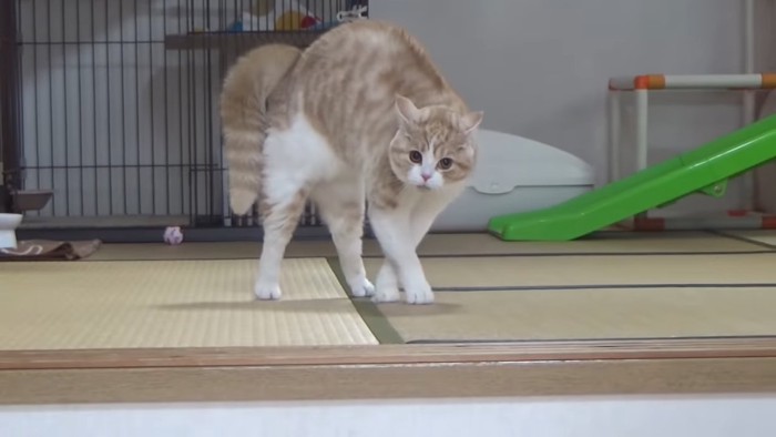 耳を後ろにとがらせる猫