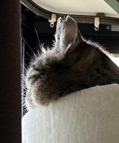 猫の横顔