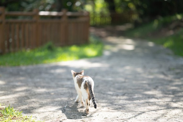 公園を歩く猫