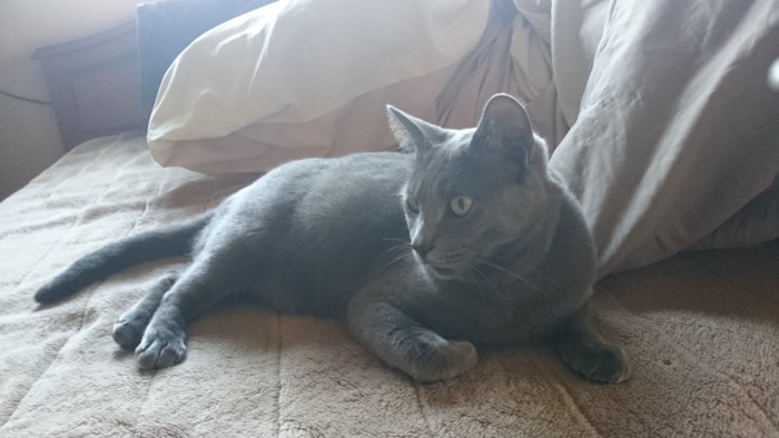 半ノラ猫のセナ