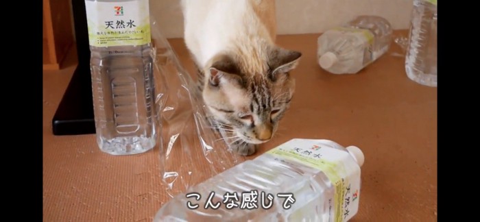 倒れたペットボトルと猫