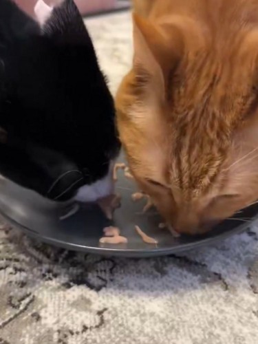おやつを舐める2匹の猫
