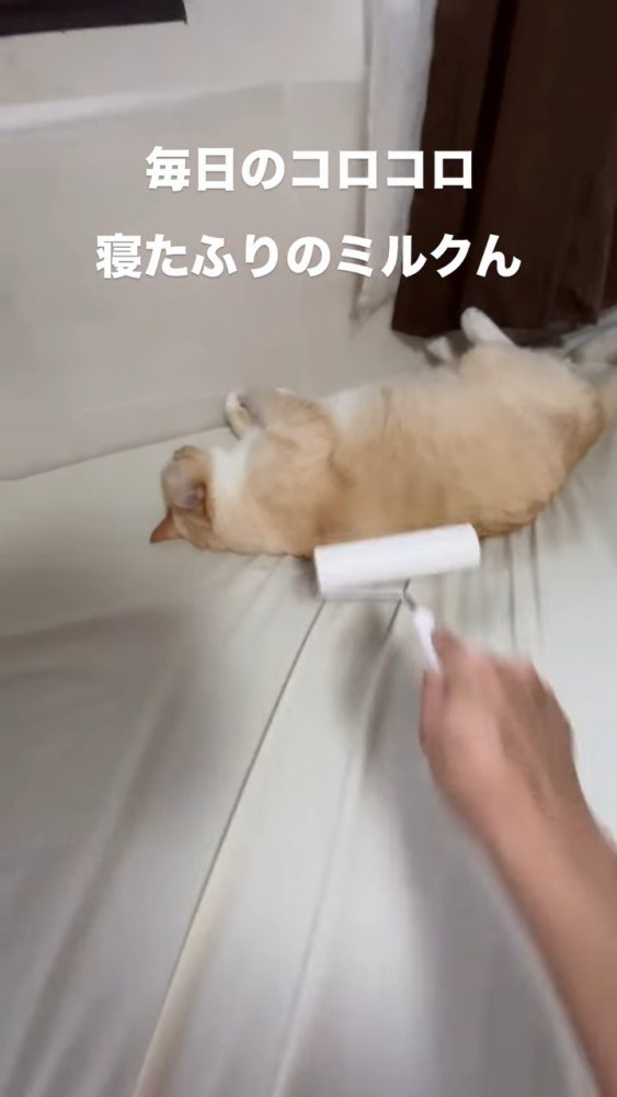 粘着クリーナーが背中に当たる猫