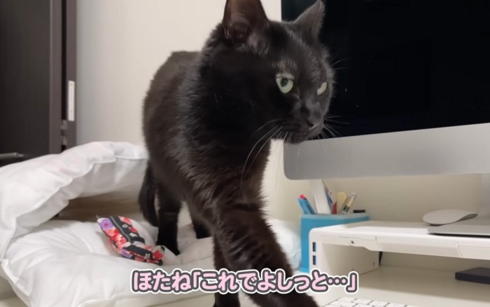 起きた猫