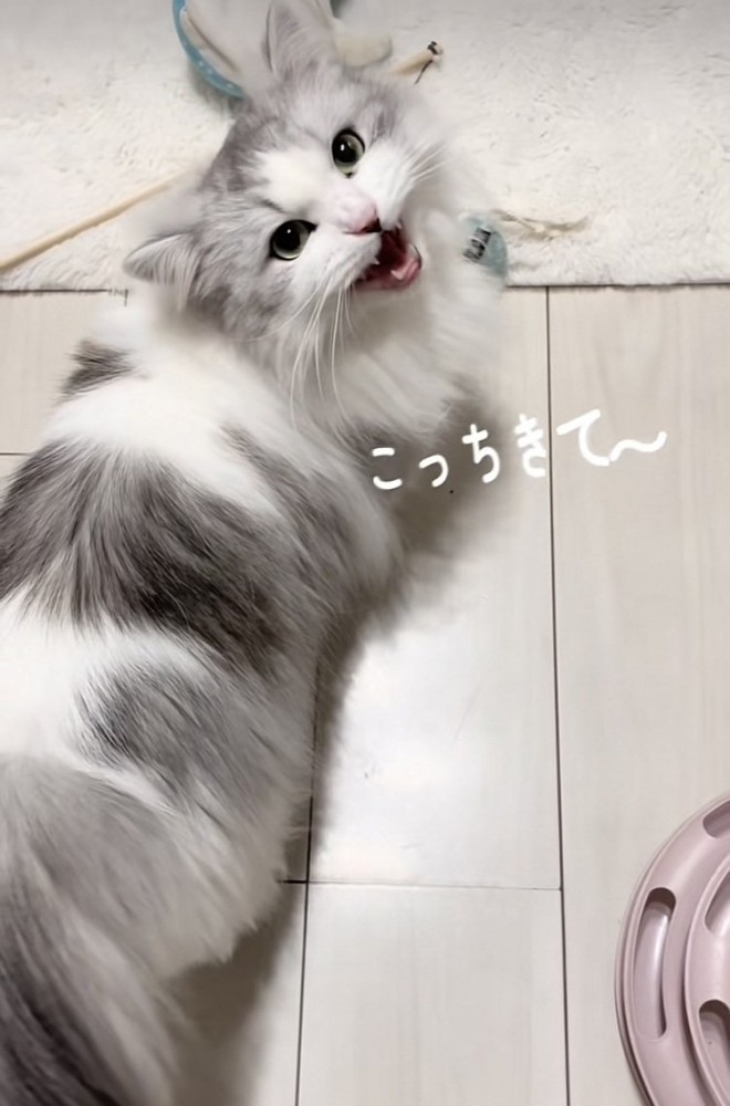 ママを呼ぶミヌエット