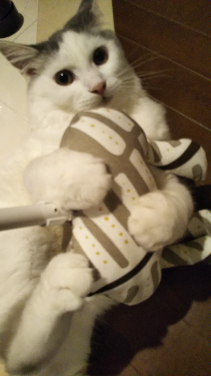 猫がクッションとプロレスしている写真