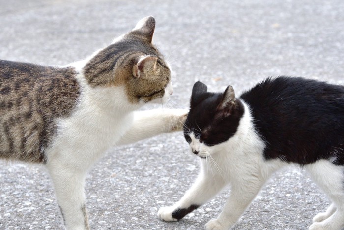 ケンカする猫