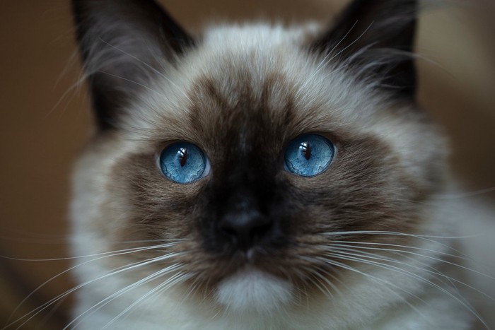 目を見開く猫