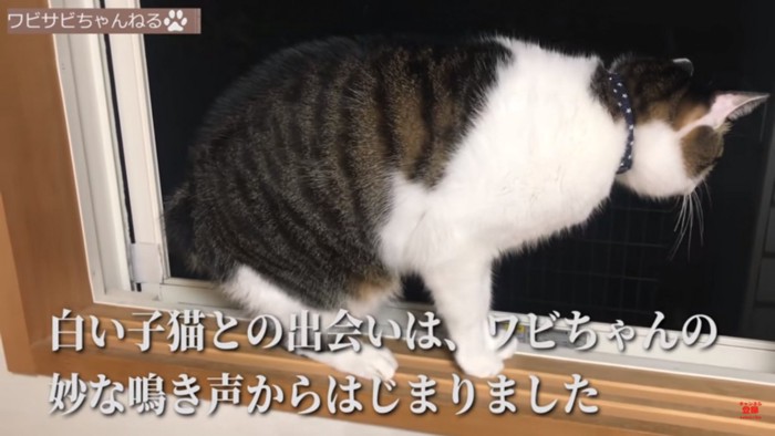 鳴く猫