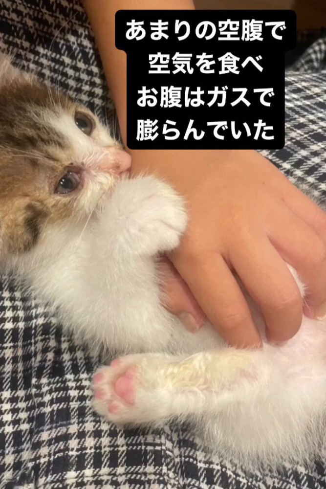 お腹をなでられる子猫