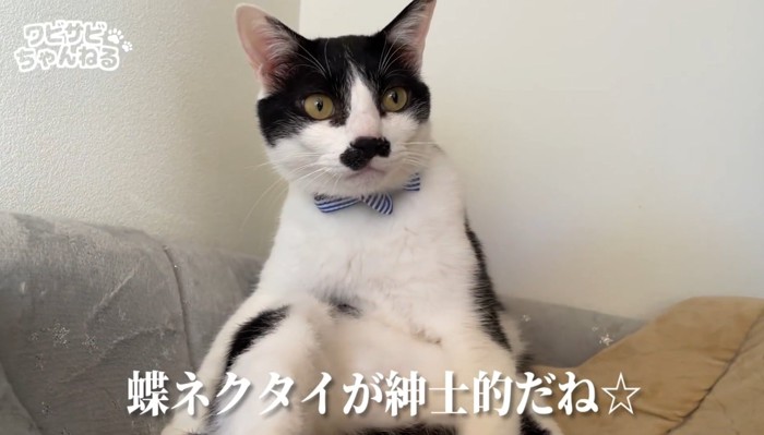 青い蝶ネクタイをする猫