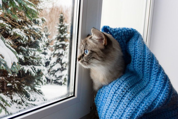 雪景色を眺める猫