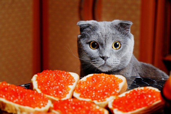 イクラが乗ったパンと正面を見つめる猫