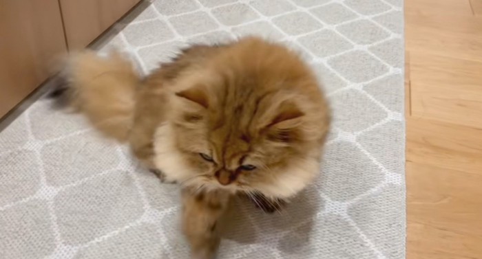座る茶猫
