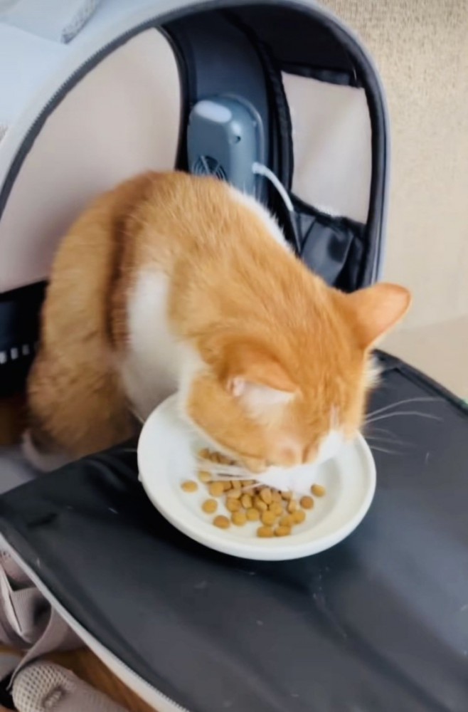 カリカリを食べる茶白猫