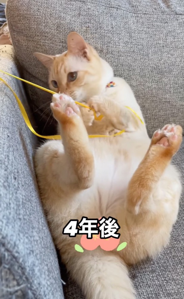 成長した猫